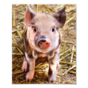 Cute Little Piglet Poster