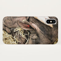 CUTE LITTLE PIGS
