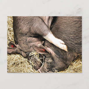 CUTE LITTLE PIGS POSTCARD