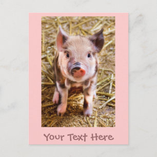 Cute Little Pink Piglet Postcard