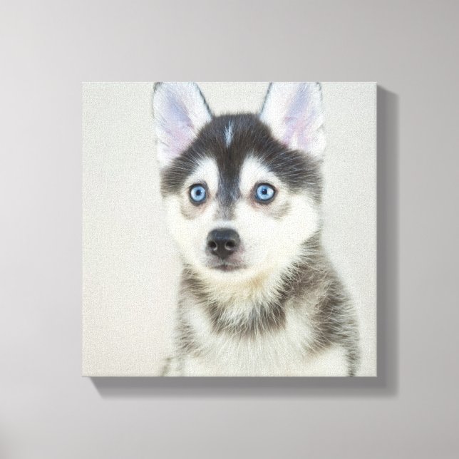 Cute Little Pomsky Puppy Canvas Print (Front)