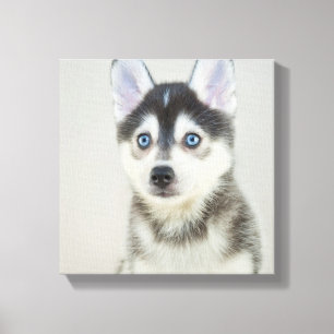 Cute Little Pomsky Puppy Canvas Print