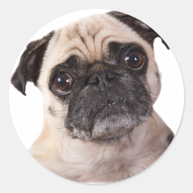 cute little pug dog classic round sticker (Front)