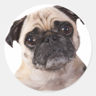 cute little pug dog classic round sticker