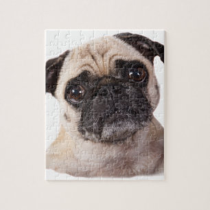 cute little pug dog jigsaw puzzle