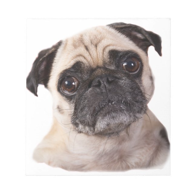 cute little pug dog notepad (Front)
