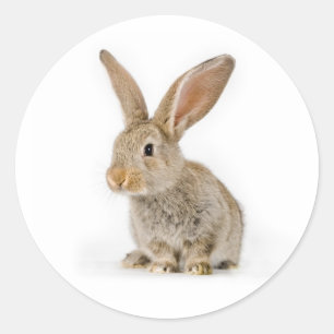 Cute little rabbit classic round sticker