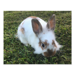 Cute Little Rabbit in the Grass Photo Print