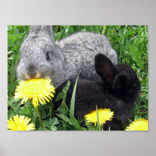 CUTE LITTLE RABBITS BUNNIES DANDELION GRASS NATURE POSTER