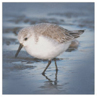 Cute Little Sanderling at the Beach