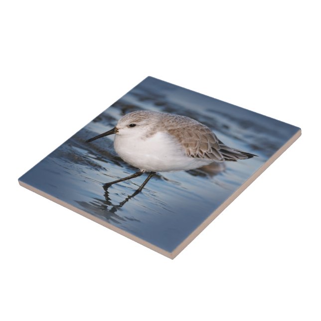 Cute Little Sanderling at the Beach Tile (Side)