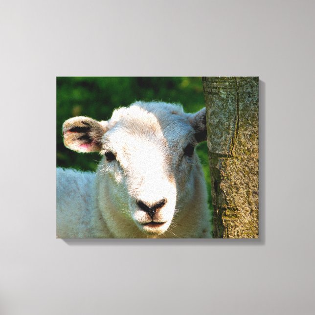 CUTE LITTLE SHEEP CANVAS PRINT (Front)