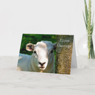 CUTE LITTLE SHEEP HOLIDAY CARD