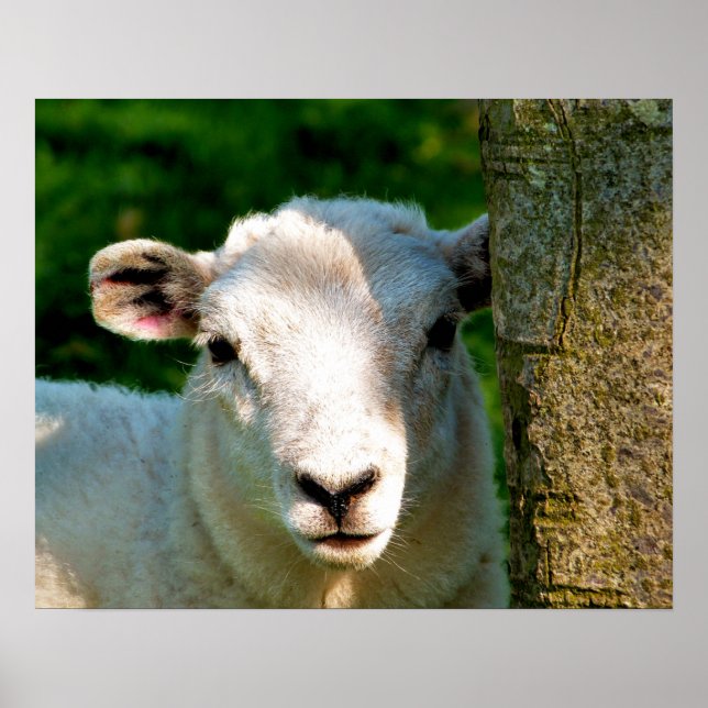 CUTE LITTLE SHEEP POSTER (Front)