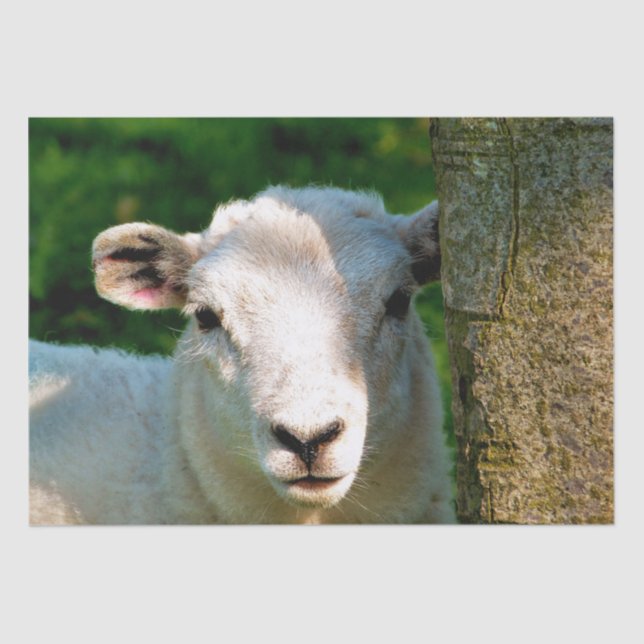 CUTE LITTLE SHEEP TISSUE PAPER (Front)
