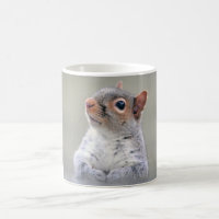 Cute Little Soft and Fluffy Grey Squirrel