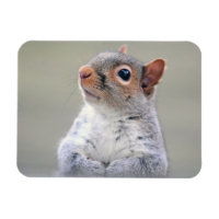 Cute Little Soft and Fluffy Grey Squirrel