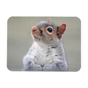 Cute Little Soft and Fluffy Grey Squirrel Magnet