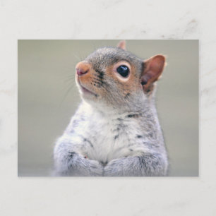 Cute Little Soft and Fluffy Grey Squirrel Postcard