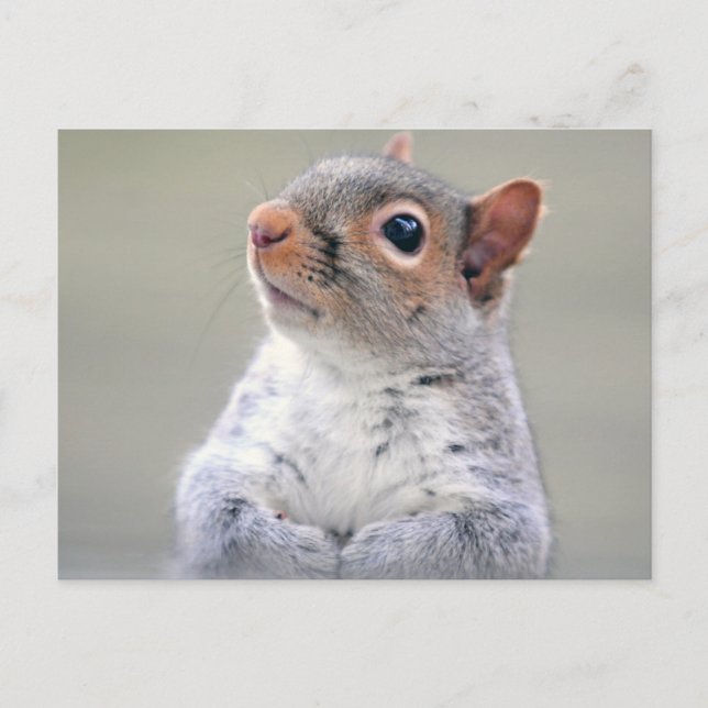 Cute Little Soft and Fluffy Grey Squirrel Postcard (Front)