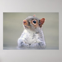 Cute Little Soft and Fluffy Grey Squirrel