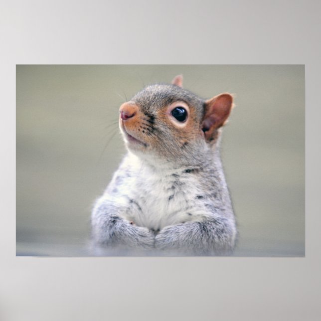 Cute Little Soft and Fluffy Grey Squirrel Poster (Front)