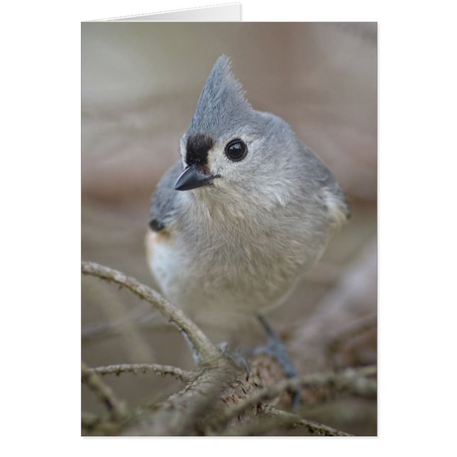 Cute Little Tufted Titmouse (Front)