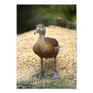 Cute Little Whistling Duck Nursery Bird Art Photo Print