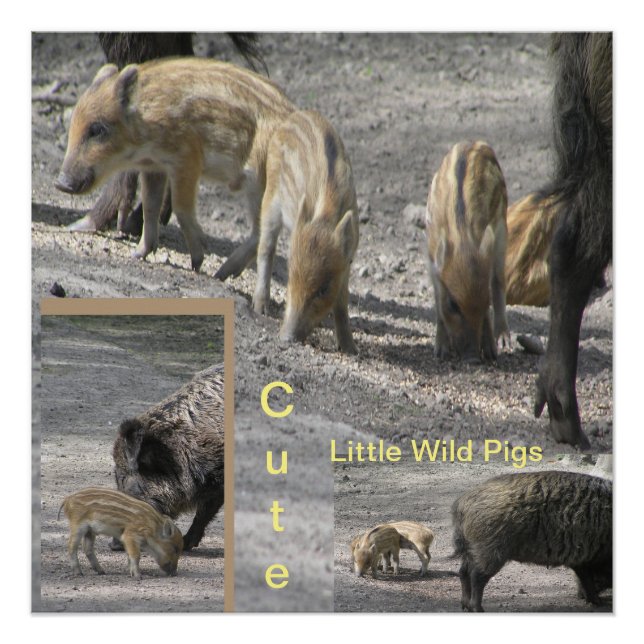 Cute Little Wild Pigs Square Poster (Front)