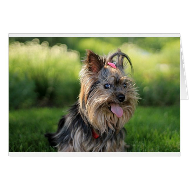 Cute Little Yorkshire Terrier Dog (Front Horizontal)