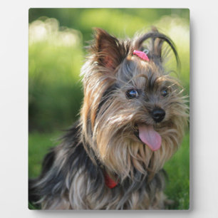 Cute Little Yorkshire Terrier Dog Plaque