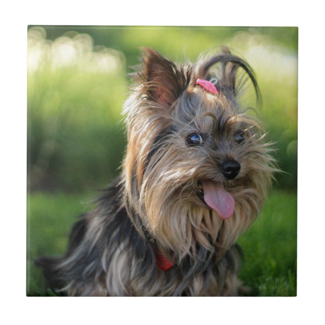 Cute Little Yorkshire Terrier Dog Tile (Front)