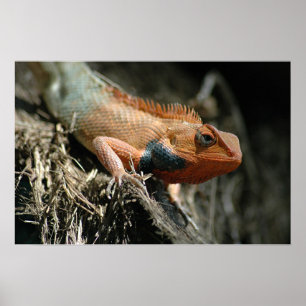 Cute Lizard Poster