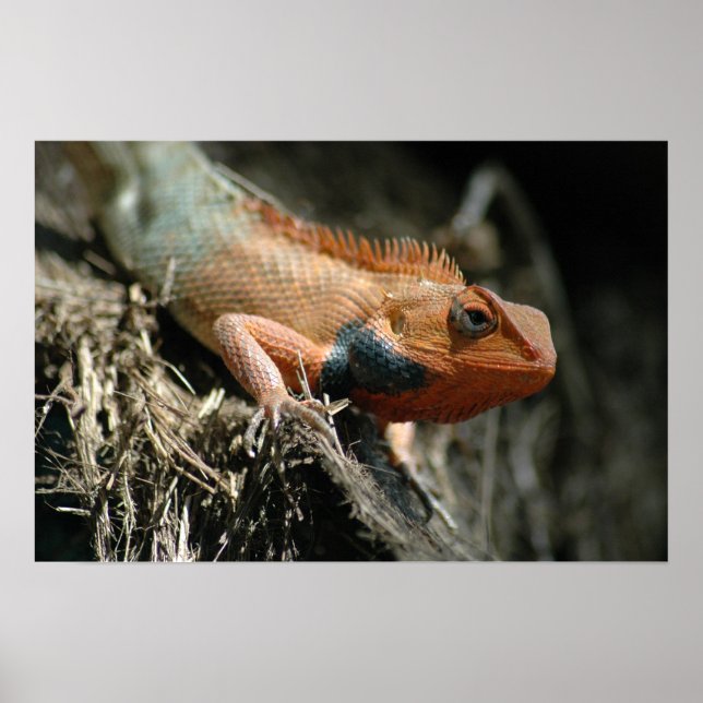 Cute Lizard Poster (Front)