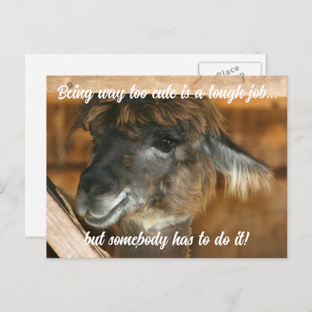 Cute Llama Farm Animal Humorous  Postcard (Front/Back)
