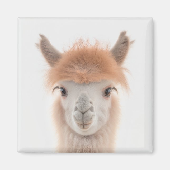 Cute Llama Magnet (Alpaca) | Collectable (Front)