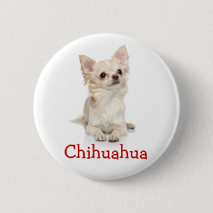 Cute Long Haired Chihuahua Button Pin