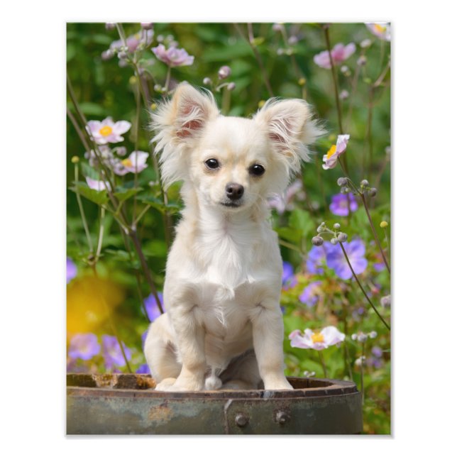 Cute long-haired Chihuahua Dog Puppy - Paperprint Photo Print (Front)