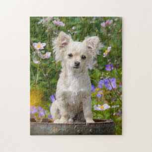 Cute long-haired Chihuahua Dog Puppy Photo - Game Jigsaw Puzzle