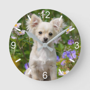 Cute long-haired cream Chihuahua Dog Puppy - dial Round Clock