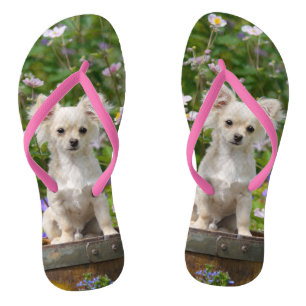 Cute long-haired cream Chihuahua Dog Puppy Photo - Flip Flops