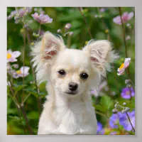 Cute long haired sales chihuahua