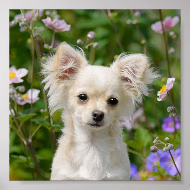 Cute long-haired cream Chihuahua Dog Puppy Photo Poster