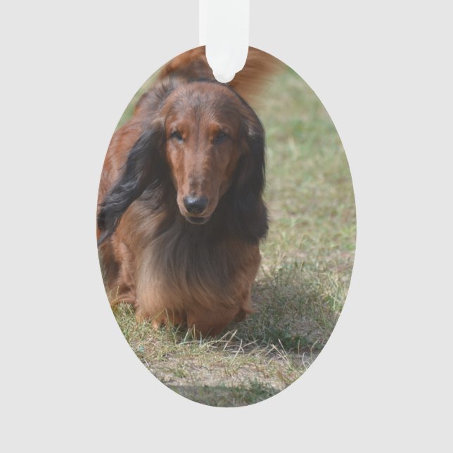 Cute Long Haired Daschund Ornament (Front)