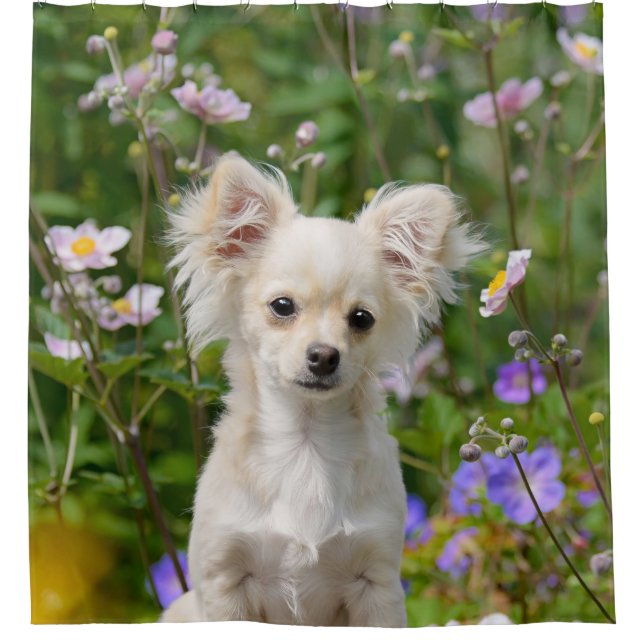 Cute longhair Chihuahua Dog Puppy Pet Photo - Tub Shower Curtain (Front)