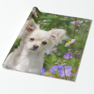 Cute longhair cream Chihuahua Dog Puppy Pet Photo Wrapping Paper
