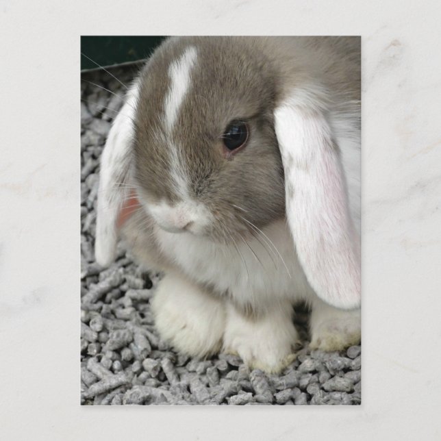 cute lop bunny postcard (Front)