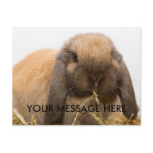 Cute lop eared bunny