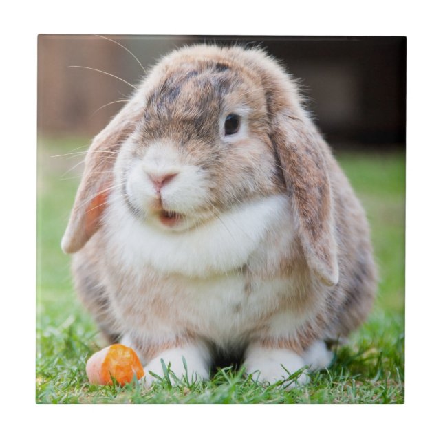 Cute Lop-Eared Rabbit in Grass with Carrot Tile (Front)