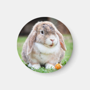 Cute lop-eared rabbit magnet